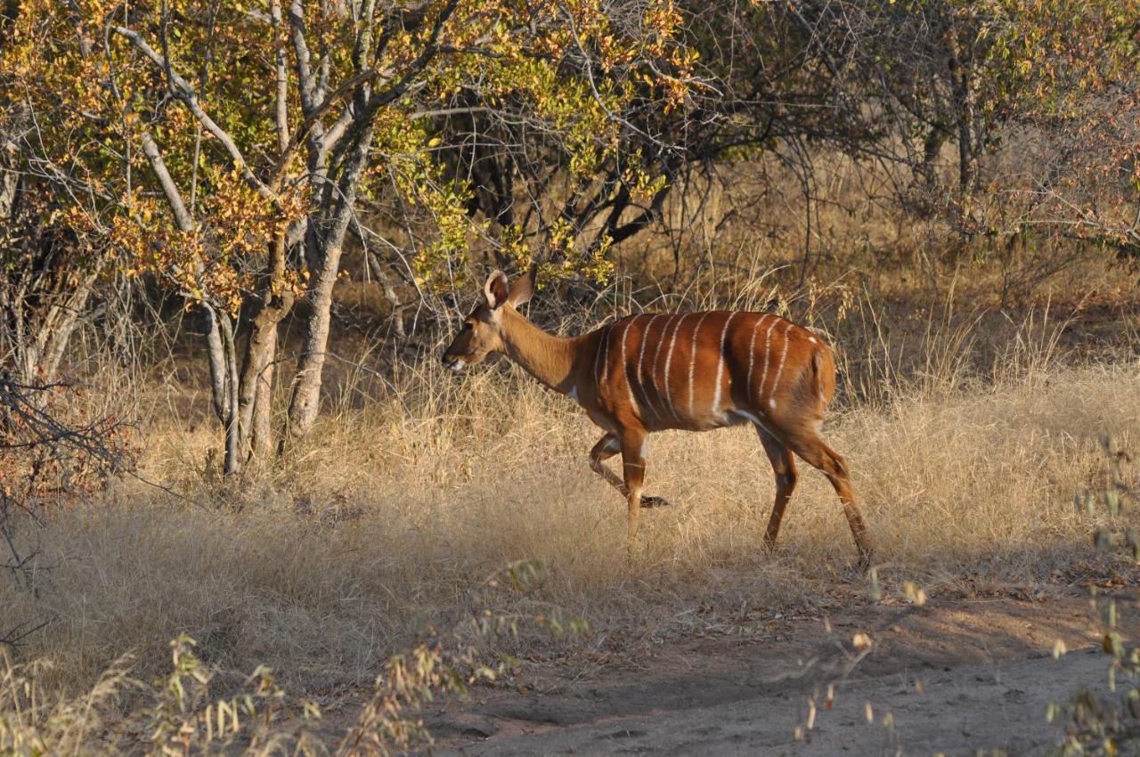 Kelora Bush Camp Ξενοδοχείο Hoedspruit Εξωτερικό φωτογραφία