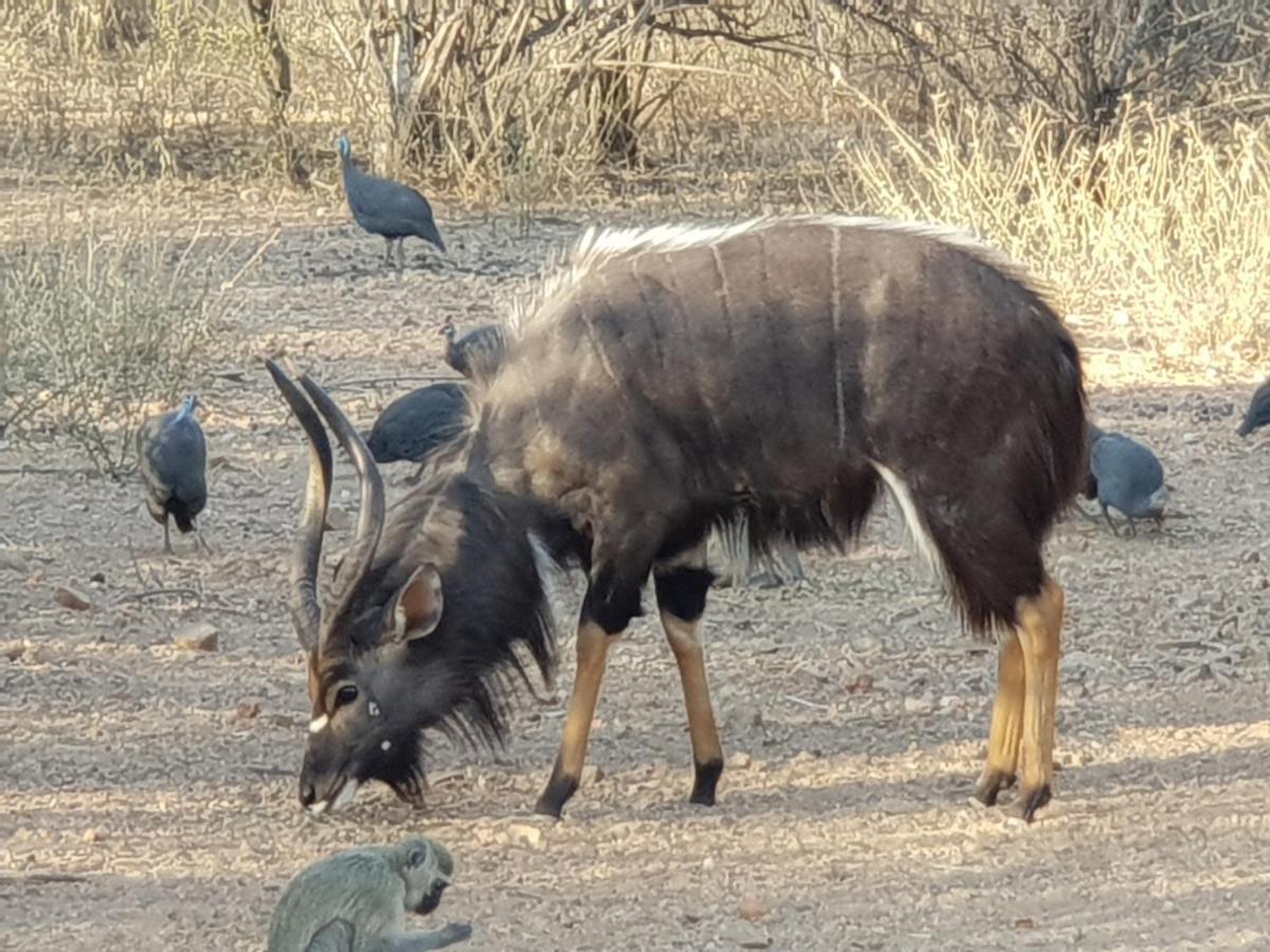 Kelora Bush Camp Ξενοδοχείο Hoedspruit Εξωτερικό φωτογραφία