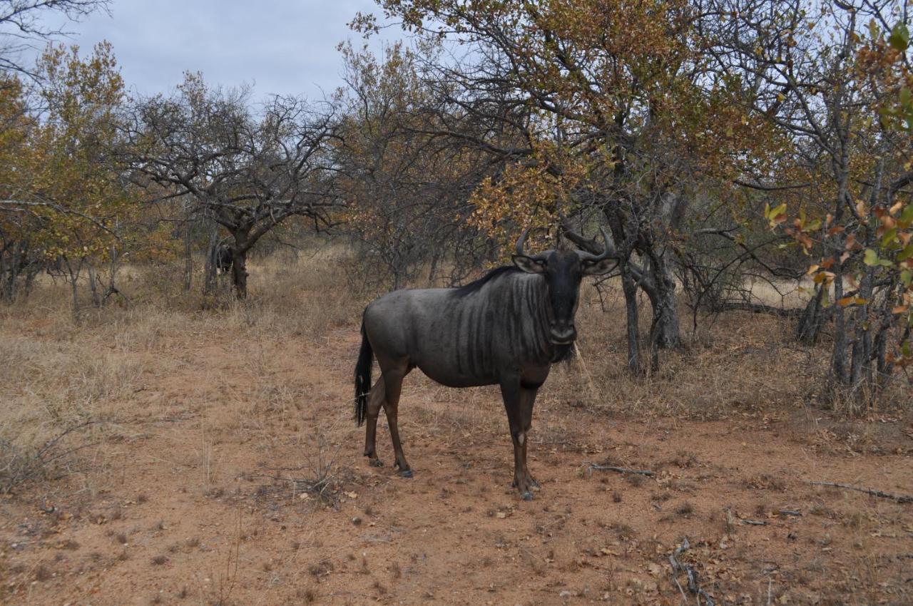 Kelora Bush Camp Ξενοδοχείο Hoedspruit Εξωτερικό φωτογραφία
