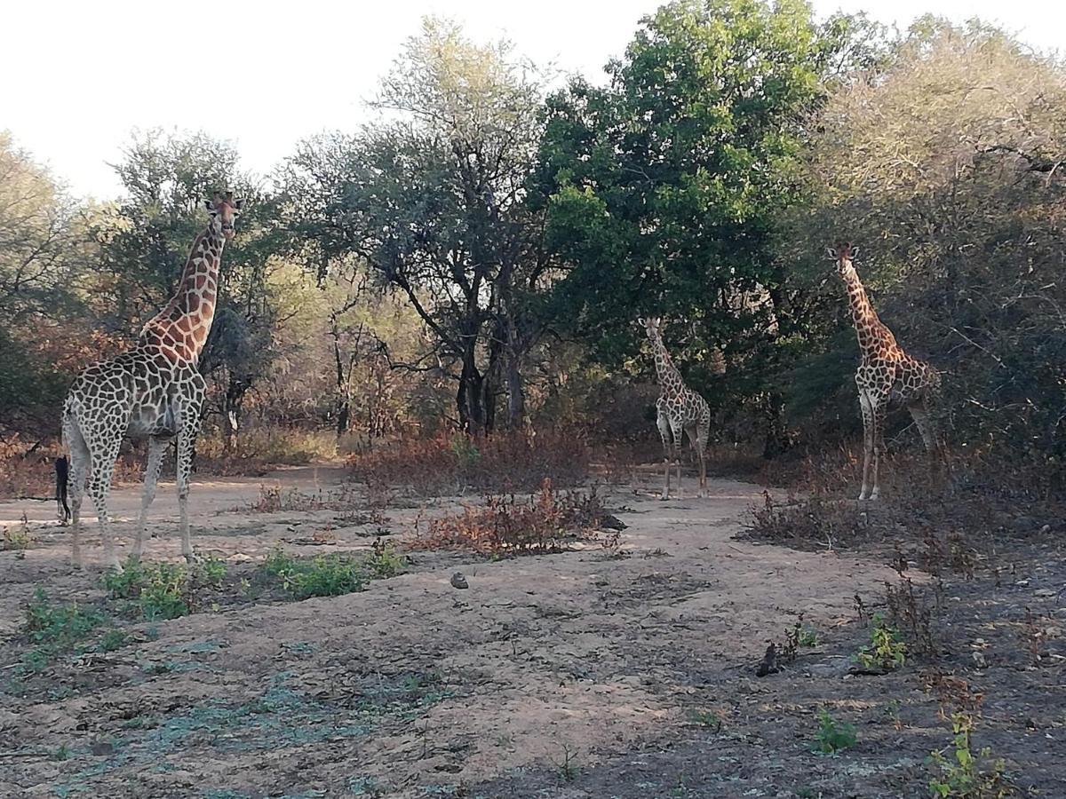 Kelora Bush Camp Ξενοδοχείο Hoedspruit Εξωτερικό φωτογραφία