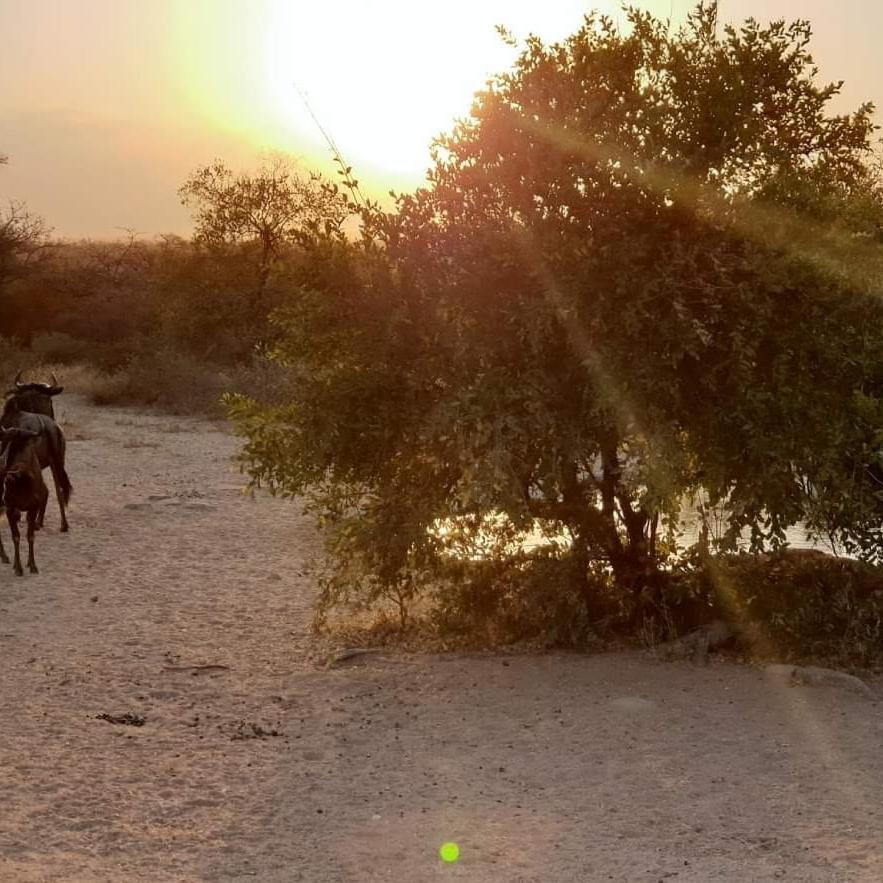 Kelora Bush Camp Ξενοδοχείο Hoedspruit Εξωτερικό φωτογραφία