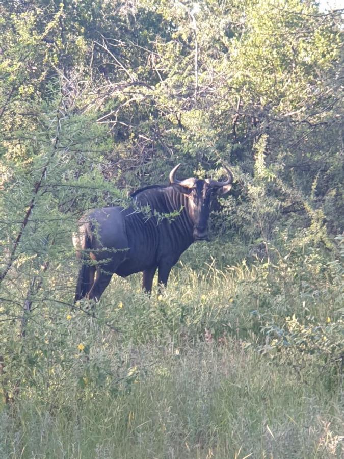 Kelora Bush Camp Ξενοδοχείο Hoedspruit Εξωτερικό φωτογραφία
