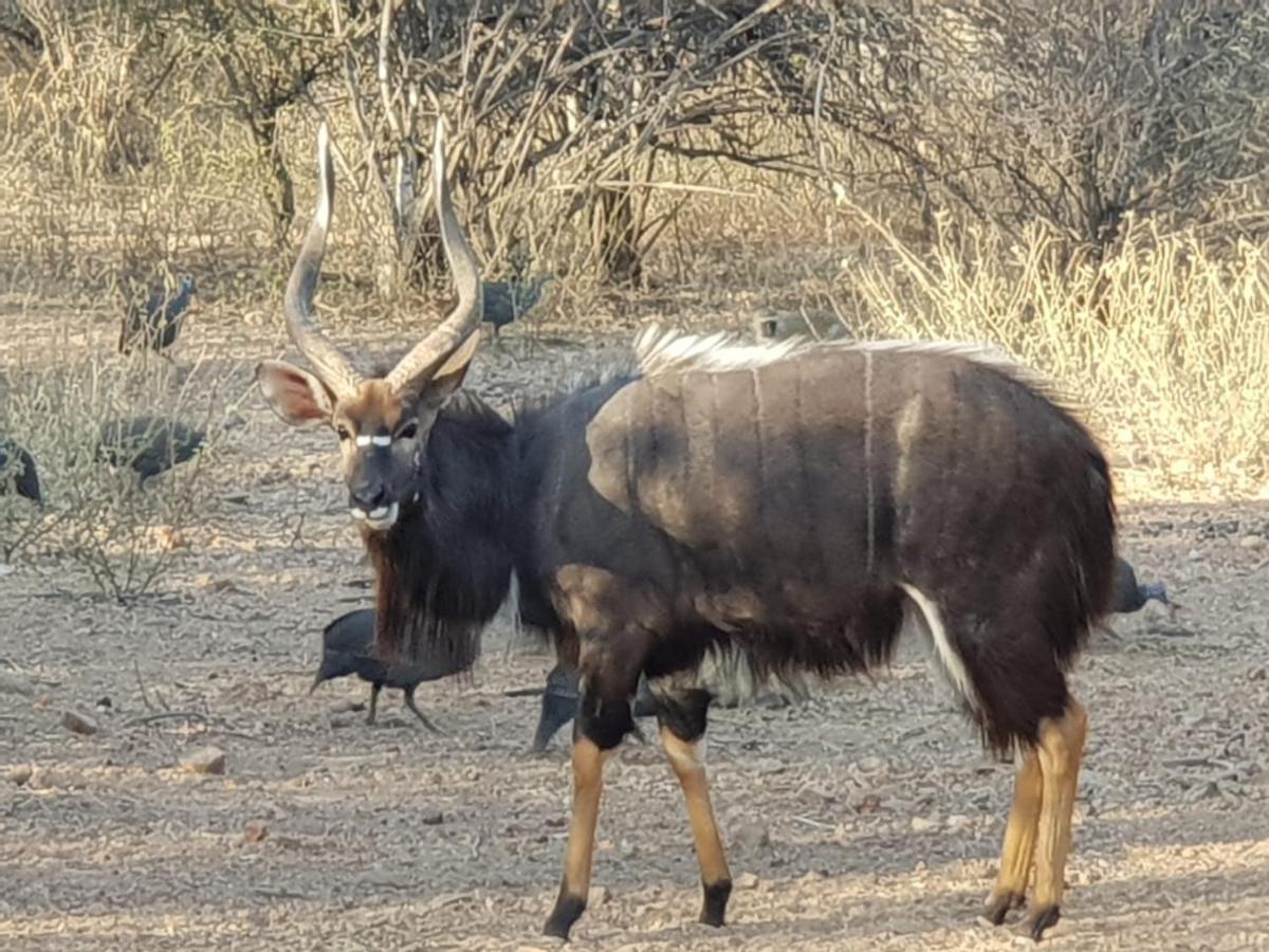 Kelora Bush Camp Ξενοδοχείο Hoedspruit Εξωτερικό φωτογραφία
