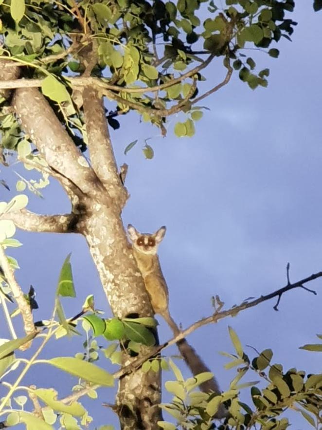 Kelora Bush Camp Ξενοδοχείο Hoedspruit Εξωτερικό φωτογραφία